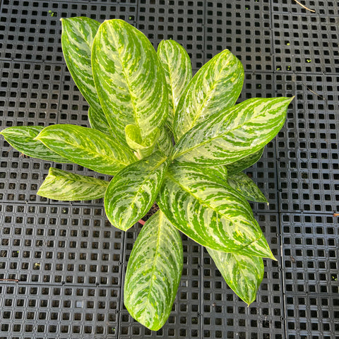 Aglaonema Hypnotica Alba