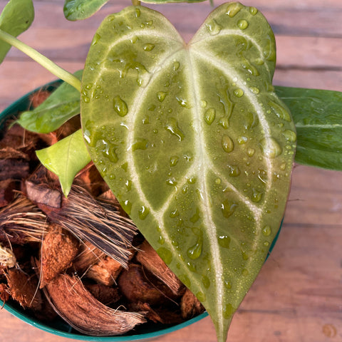 Anthurium magnificum 'norte'
