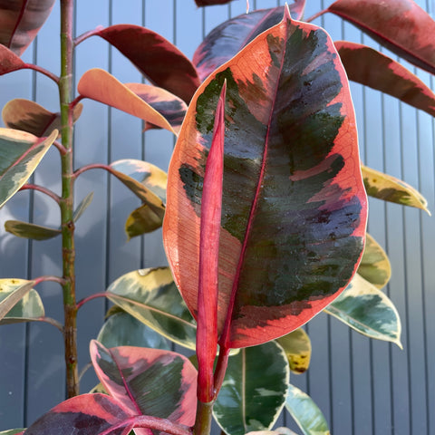 Ficus elástica ruby