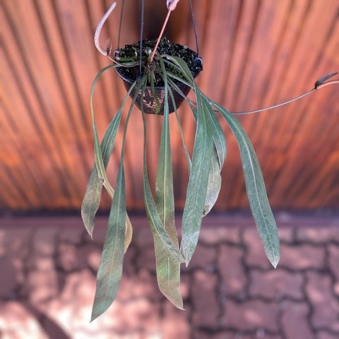 Anthurium vittarifolium