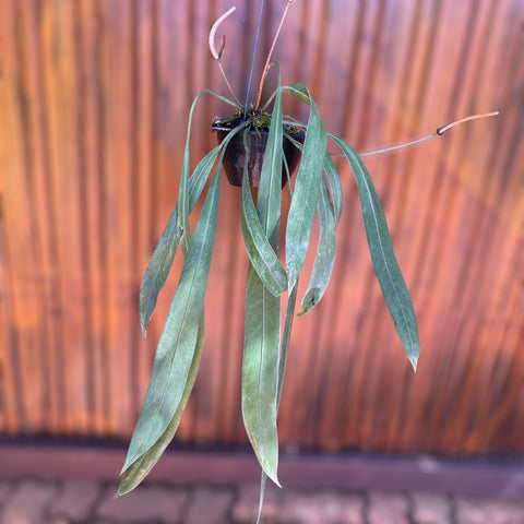 Anthurium vittarifolium
