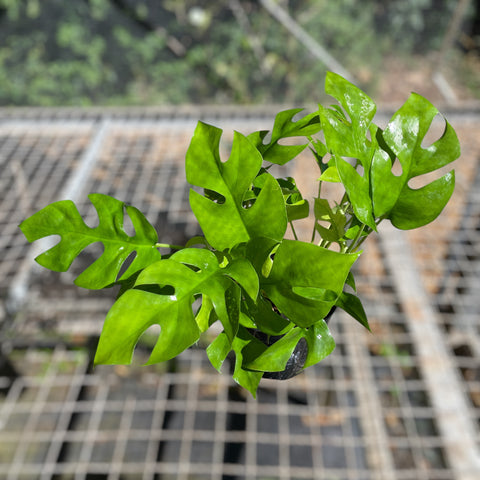 Rhaphidophora tetrasperma (Mini Monstera)