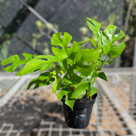 Rhaphidophora tetrasperma (Mini Monstera)