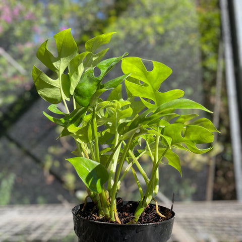 Rhaphidophora tetrasperma (Mini Monstera)