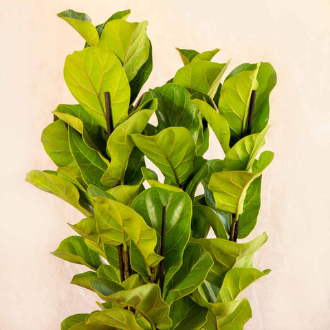 Ficus Lyrata + vaso Marcelo Rosenbaum