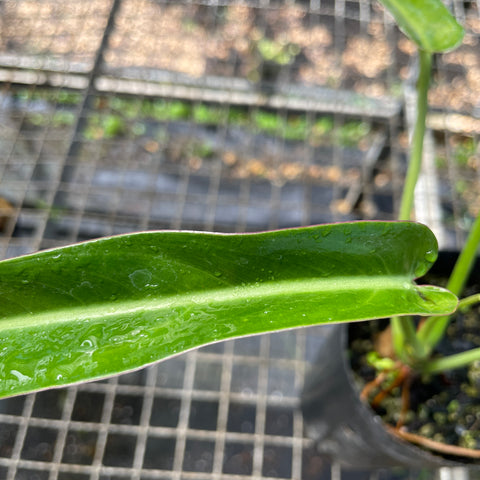 Philodendron sp. 1171