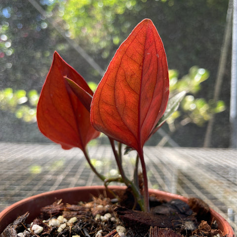 Singônio Erythtophyllum