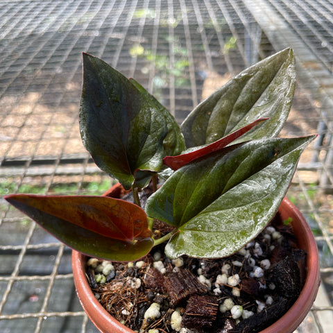 Singônio Erythtophyllum
