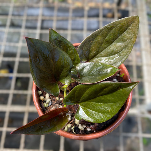Singônio Erythtophyllum