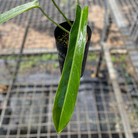 Philodendron sp. 1171