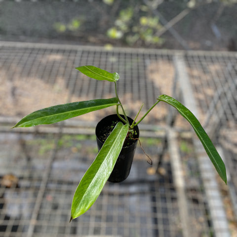 Philodendron sp. 1171