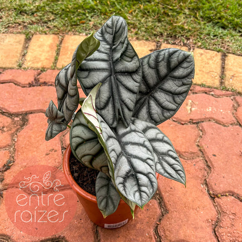 Alocasia baginda 'Silver Dragon'