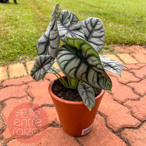 Alocasia baginda 'Silver Dragon'