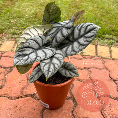 Alocasia baginda 'Silver Dragon'