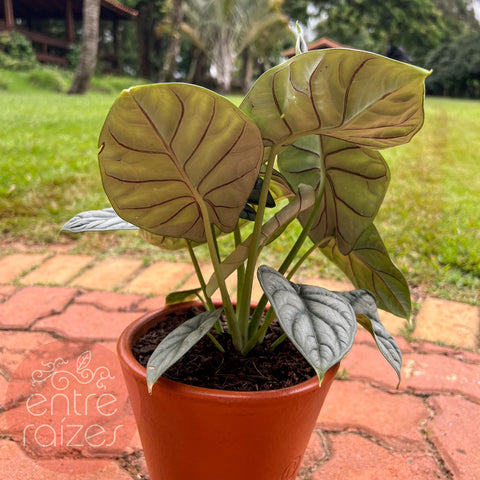 Alocasia baginda 'Silver Dragon'