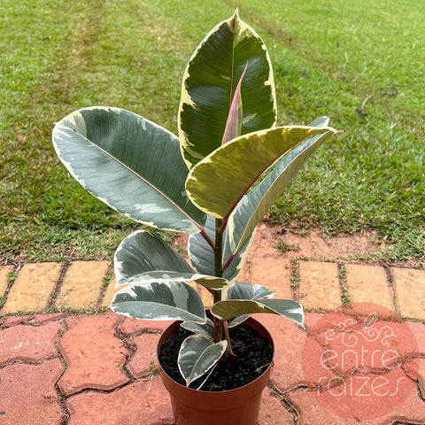 Ficus elástica variegata 'Tineke'