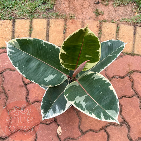 Ficus elástica variegata 'Tineke'