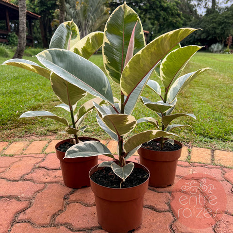 Ficus elástica variegata 'Tineke'