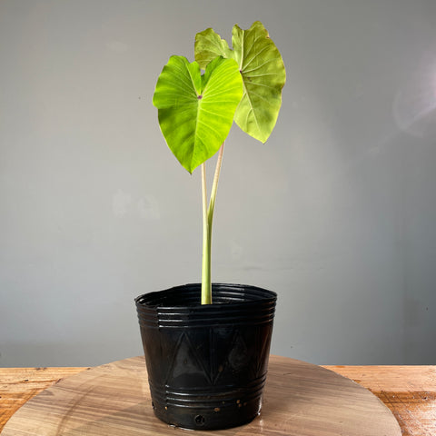 Colocasia Elena