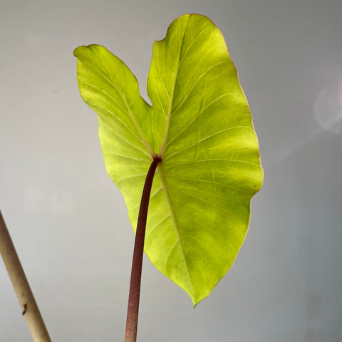 Colocasia Elena