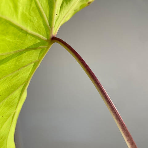 Colocasia Elena