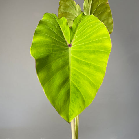 Colocasia Elena