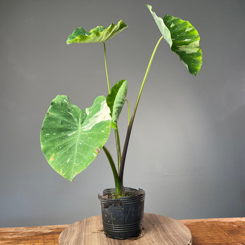 Colocasia Elepaio