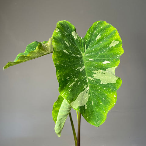 Colocasia Elepaio