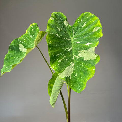 Colocasia Elepaio
