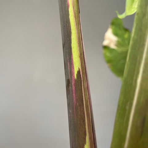 Colocasia Elepaio