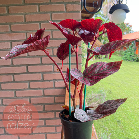 Begônia cane 'Maurice Amey'