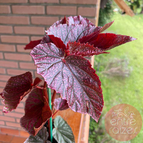Begônia cane 'Maurice Amey'