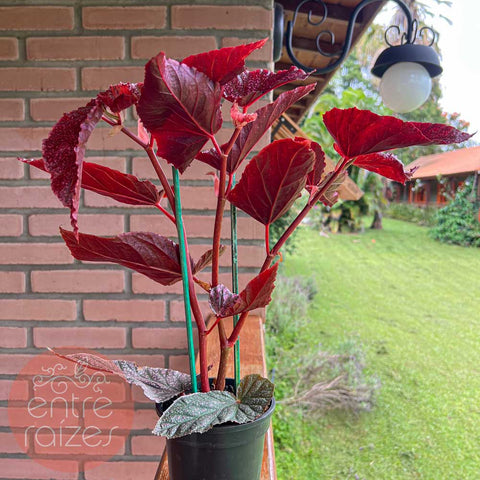 Begônia cane 'Maurice Amey'