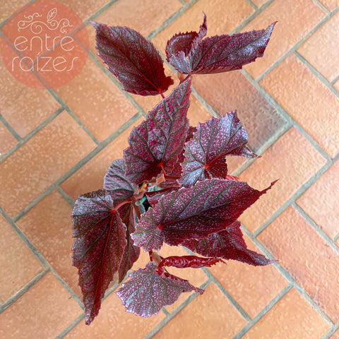 Begônia cane 'Maurice Amey'