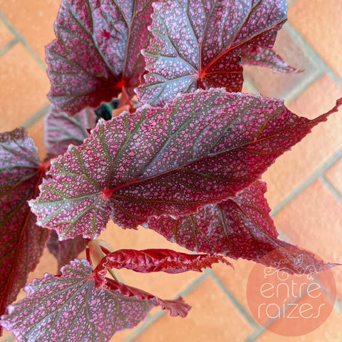 Begônia cane 'Maurice Amey'