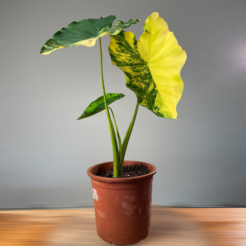 Colocasia yellow splash