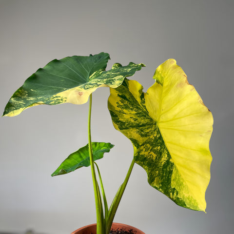 Colocasia yellow splash
