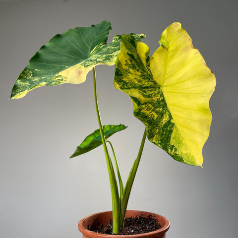 Colocasia yellow splash