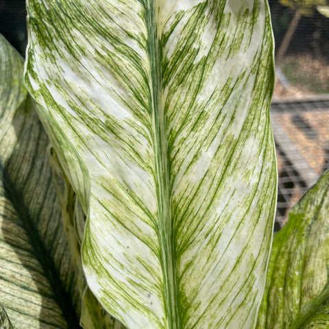 Spathiphyllum Sensation Variegata (Lírio da paz “gigante” variegata)