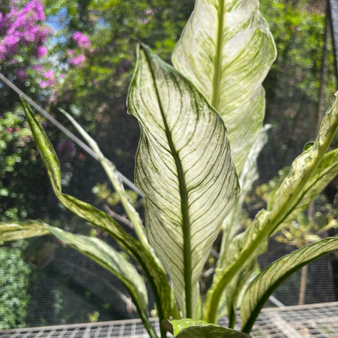 Spathiphyllum Sensation Variegata (Lírio da paz “gigante” variegata)