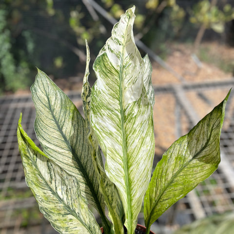 Spathiphyllum Sensation Variegata (Lírio da paz “gigante” variegata)