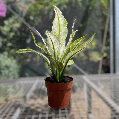 Spathiphyllum Sensation Variegata (Lírio da paz “gigante” variegata)