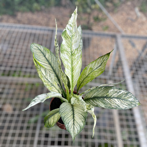Spathiphyllum Sensation Variegata (Lírio da paz “gigante” variegata)