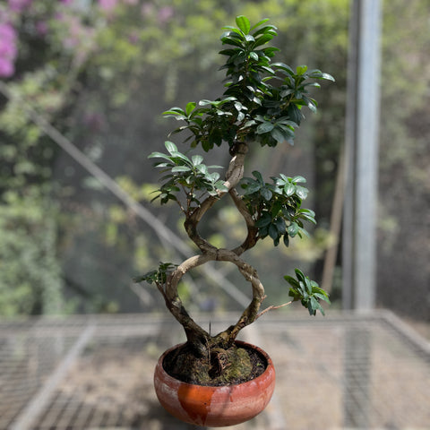 Ficus Microcarpa 'Ginseng' - BONSAI