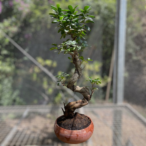 Ficus Microcarpa 'Ginseng' - BONSAI