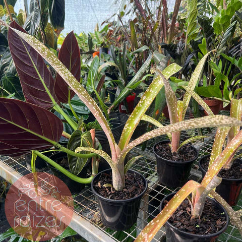 Billbergia fantasia