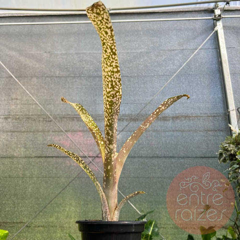 Billbergia fantasia
