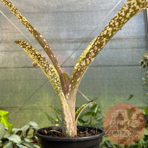 Billbergia fantasia