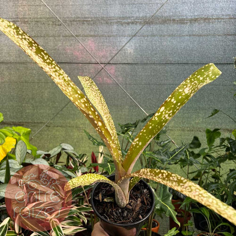 Billbergia fantasia