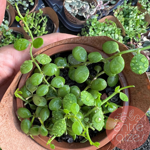 Dischidia nummularia